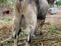 Billy Goat, Goats — photo 2