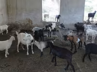شتر ماده, شتر — عکس 1