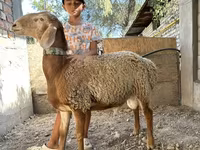 Schaf, Arashan sheep — Foto 1