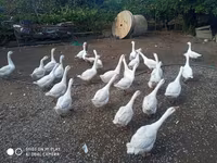 Geese — عکس 4