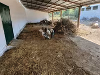 ब्रॉन्ज़ — फ़ोटो 2