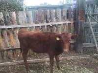 Sapi (batch, jenis kelamin tidak disebutkan), Simmental cattle — foto 2