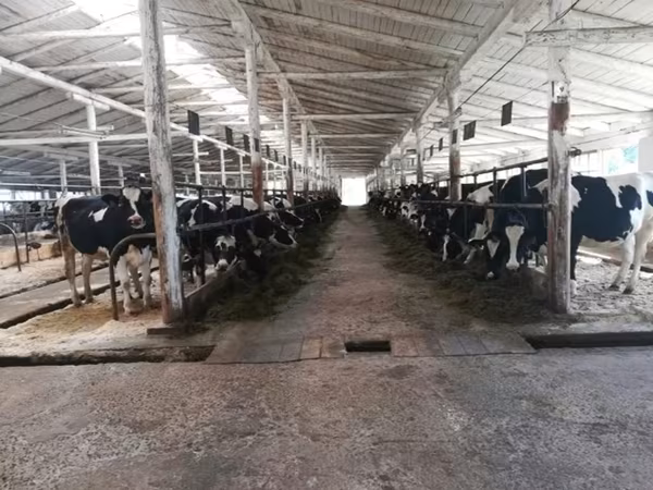 गाय, गोलस्टीन नस्ल