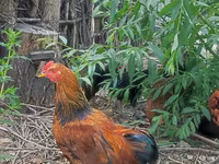 Chickens — foto 7