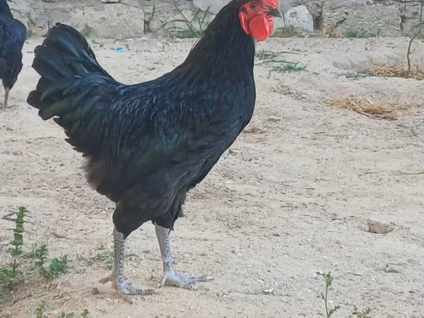 Avustralya Pit Oyun Tavuğu