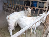 میش, Rhon sheep — عکس 8