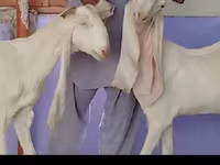 Κατσίκα, Gulabi goats — φωτογραφία 2
