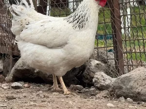 Chickens
