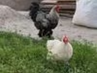 Brahma — foto 6