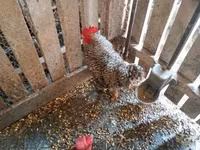 Chickens — 3-rasm