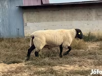 Kambing jantan, White Suffolk sheep — foto 2