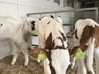 황소, Simmental cattle — 사진 3