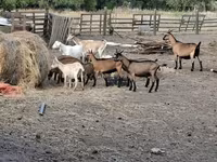 山羊（批次，未指定性别）, Goats — 照片 6