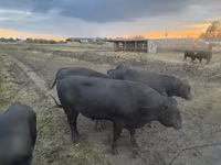 ወንድ በሬ, Aberdeen-Angus — ፎቶ 2