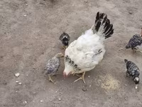 Chickens — foto 4