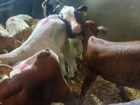 Lembu ternakan (lot, jantina tidak dinyatakan), Simmental cattle — foto 2