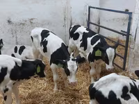 گاو نر, Russian Black pied cattle — عکس 4