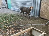 Schaf, Edilbay sheep — Foto 2