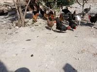 Chickens — zdjęcie 5