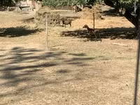 Ovce, Cameroon sheep — foto 1