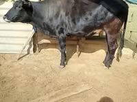 母牛, Cattle — 照片 3