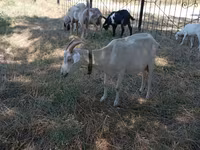 Capră, Capre — foto 1