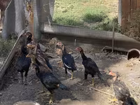 Chickens — ảnh 2