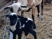 ვერძი, Dorper sheep — ფოტო 3