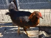 Chickens — 4 зураг
