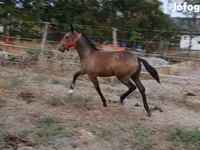 Азаргагүй морь, Lipizzaner — 3 зураг