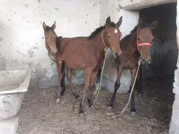 Horses (batch, sex not specified), Horses