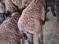 Ri’ lab, Boer goat — sawirka 6