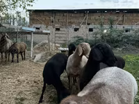 میش, Arashan sheep — عکس 5