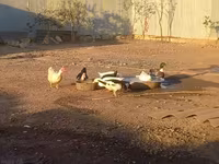 Ducks — புகைப்படம் 1