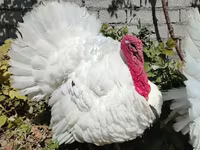 Turkeys — ፎቶ 5