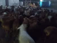 Ram, Sheep — photo 2