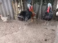 Turkeys — عکس 2