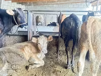 วัวตัวเมีย, Swiss cattle — รูปภาพ 7