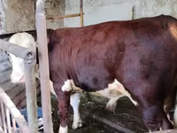 Bou, Swiss cattle — foto 1