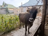 Krava, Swiss cattle — fotografija 2
