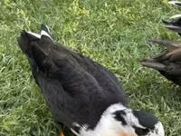 Ducks — تصویر 4