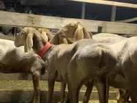 भेड़, Arashan sheep — फ़ोटो 8