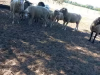 Kambing jantan, Sheep — foto 1
