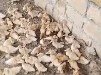 Ducks — عکس 2