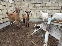 Koza, Saanen goat — foto 2