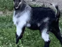 بکرا, Alpine goat — تصویر 5