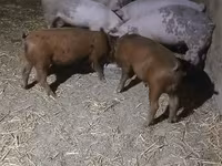 หมูป่าตัวผู้, Дюрок — รูปภาพ 2