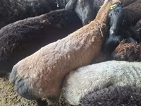 Oaie, Oi — foto 2