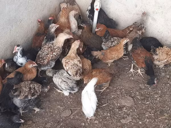 Chickens