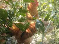 Chickens — fotografija 6